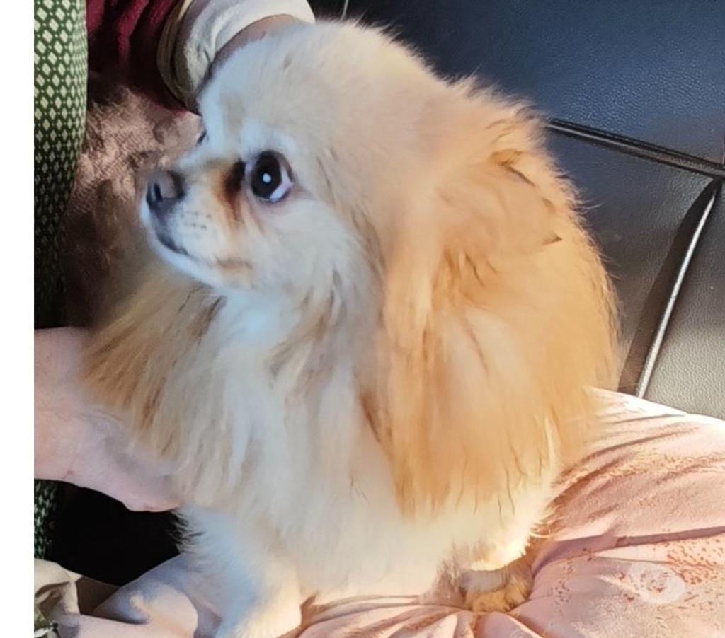 Gatos en Venta Llanquihue Puerto Montt - Fotos de Cachorros Chihuahua pelo largo