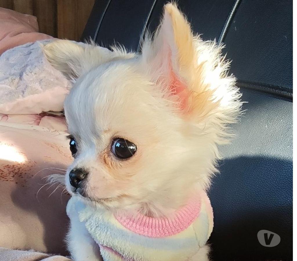 Gatos en Venta Llanquihue Puerto Montt - Fotos de Cachorros Chihuahua pelo largo