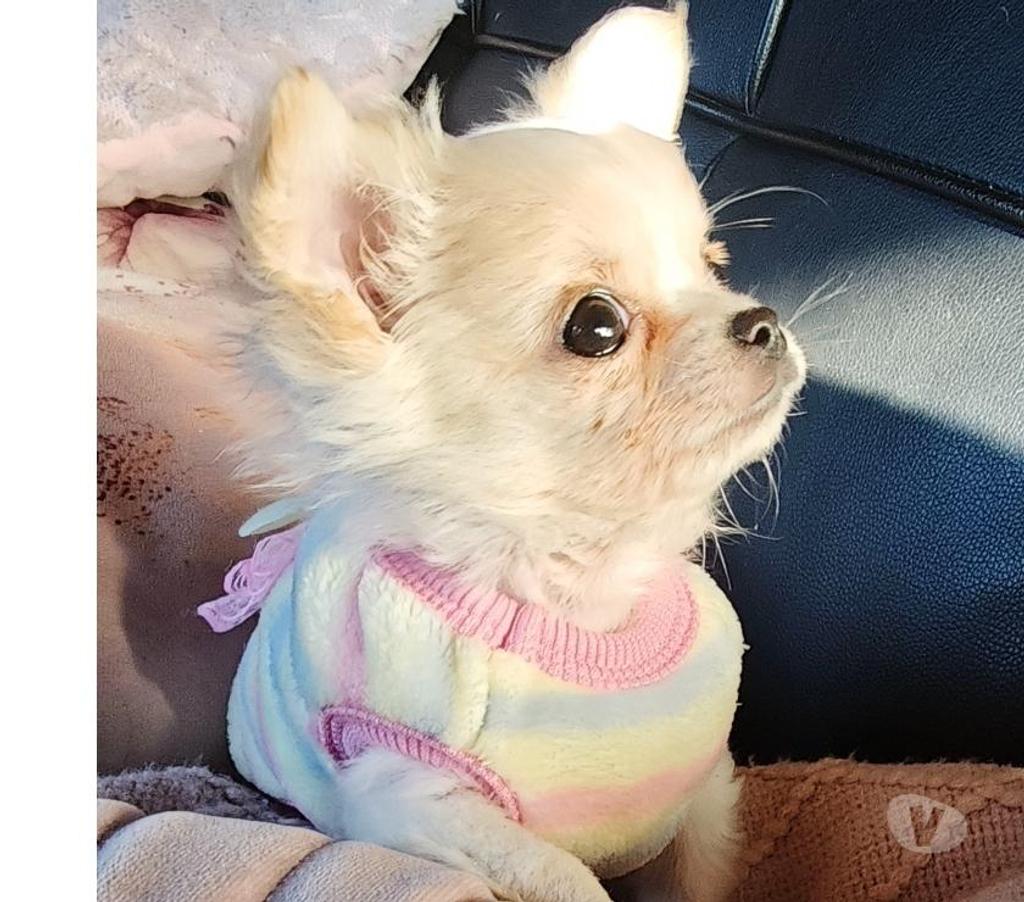 Gatos en Venta Llanquihue Puerto Montt - Fotos de Cachorros Chihuahua pelo largo