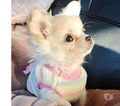 Gatos en Venta Puerto Montt Llanquihue - Fotos de Cachorros Chihuahua pelo largo