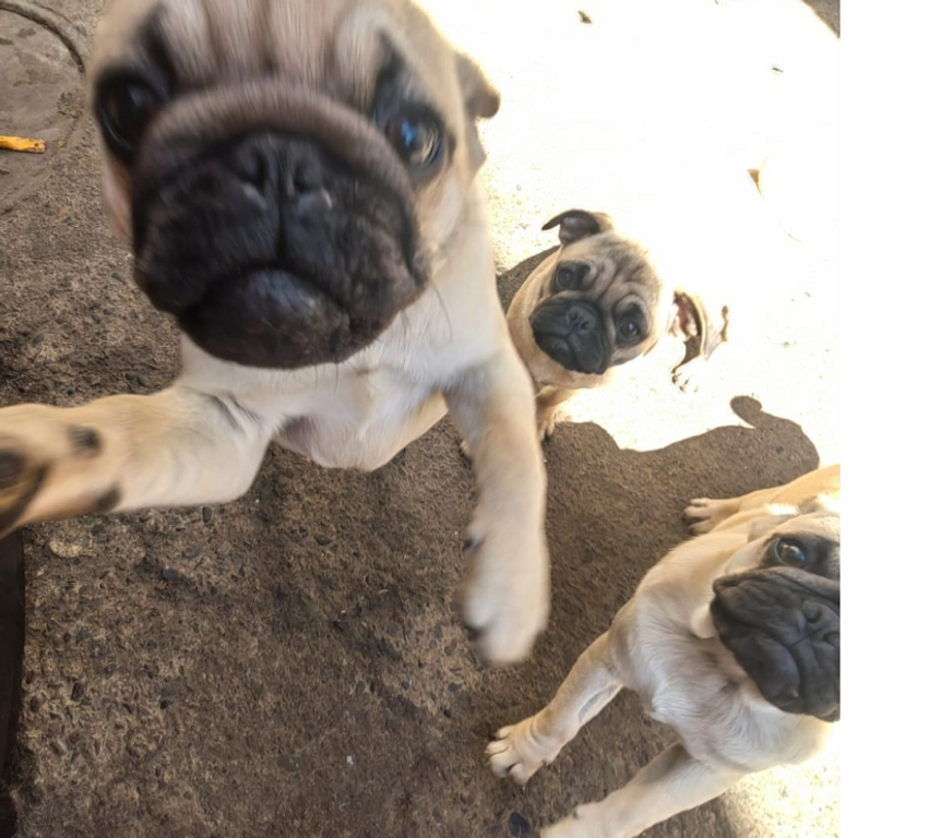 Gatos en Venta Valparaíso Quilpué - Fotos de Hermosos cachorros pug