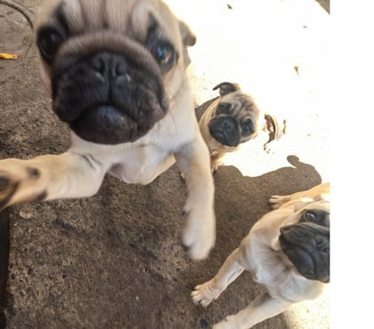 Gatos en Venta Quilpué Valparaíso - Fotos de Hermosos cachorros pug