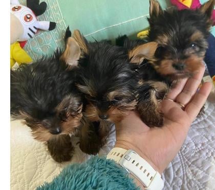 Venta de Mascotas Maipú Santiago - Fotos de Hermosa Yorkshire