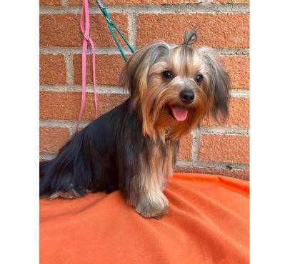 Gatos en Venta Quilicura Santiago - Fotos de Yorkshire 2,5k busca novia para su primera y única cruza