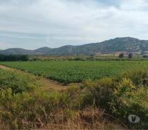 Fotos de Campo de 63 hás en Molina con Cerezas y Viñas