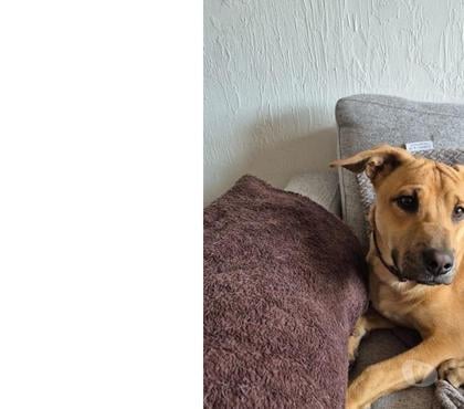 Adopción de Perros Providencia Santiago - Fotos de Merkén, perrito mestizo de sharpei