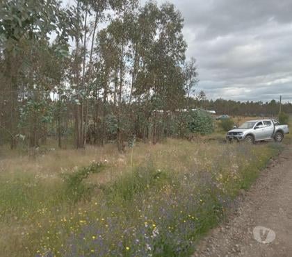 Parcelas Chillán Viejo Ñuble - Fotos de Vendo parcela de 5000 m2 sector Quillay Nebuco