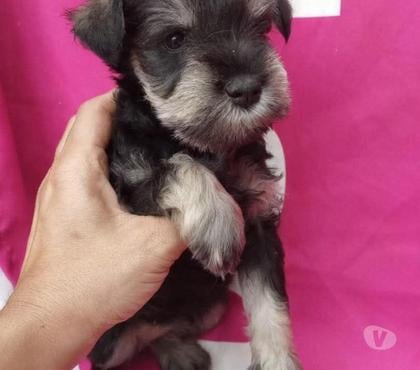 Mascotas en Venta Santiago Santiago - Fotos de Lindos schnauzer