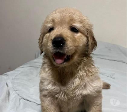 Venta de Mascotas Santiago Santiago - Fotos de Golden hermosos