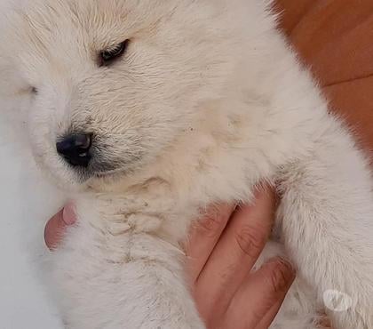 Venta de Mascotas Santiago Santiago - Fotos de Mis adorables chow chow