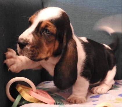 Mascotas en Venta Santiago Santiago - Fotos de Bellos basset hound