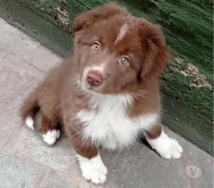 Mascotas en Venta Santiago Santiago - Fotos de Boder collie bellos