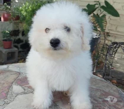 Mascotas en Venta Santiago Santiago - Fotos de Bichon frise cachorritos