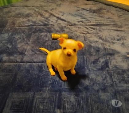 Mascotas en Venta Puente Alto Cordillera - Fotos de Chihuahua cabeza de manzana