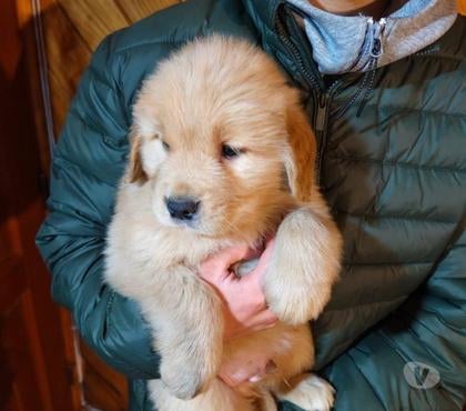 Mascotas en Venta Concepción Concepción - Fotos de Golden retriever un mes y medio