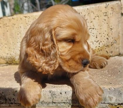 Mascotas en Venta Concepción Concepción - Fotos de Cocker hembra y macho