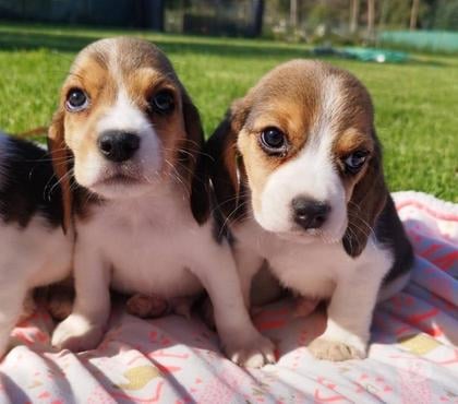 Gatos en Venta Santiago Santiago - Fotos de Maravillosos cachorros beagle enano tricolor