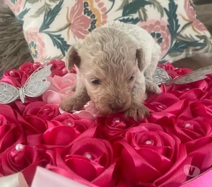 Perros en Venta Lampa Chacabuco - Fotos de Poodle toy apricot hembra
