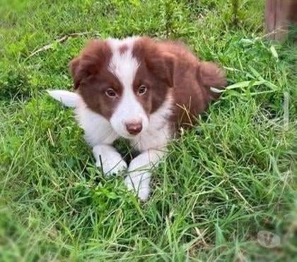 Mascotas en Venta Buin Maipo - Fotos de Cachorros border collie