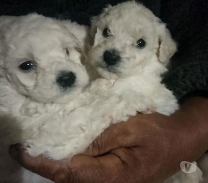 Gatos en Venta Antofagasta Antofagasta - Fotos de Poodle toy hermosos
