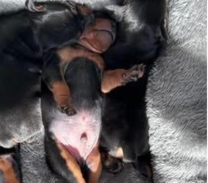 Perros en Venta Santiago Santiago - Fotos de Legítimos Pincher