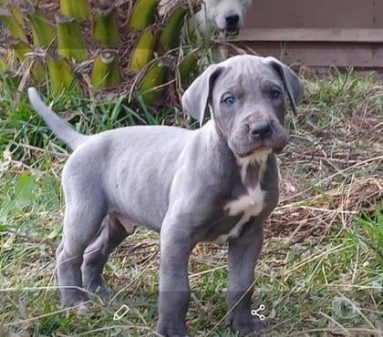 Mascotas en Venta Combarbalá Limarí - Fotos de Gran danes blue macho