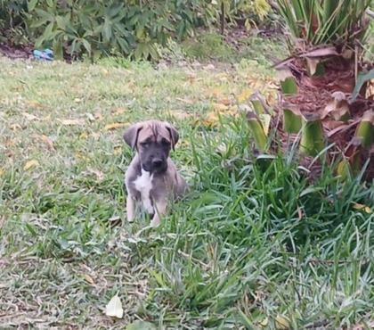 Mascotas en Chile Combarbalá Limarí - Fotos de Gran danes bayo hembra