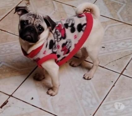Gatos en Venta Viña del Mar Valparaíso - Fotos de pug machos 4 meses 100.0000