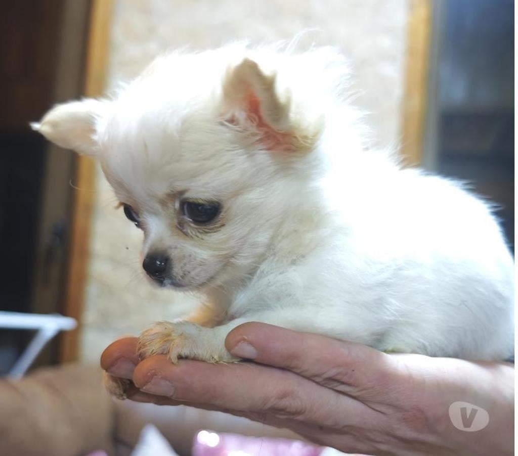 Gatos en Venta Llanquihue Puerto Montt - Fotos de Hermo Chihuahua pelo largo