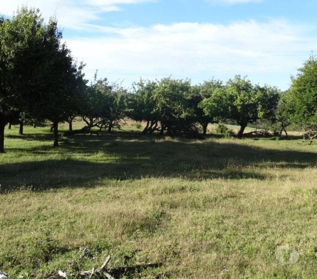 Parcelas en Venta Llanquihue Fresia - Fotos de VENTA DE TERRENO EN FRESIA.