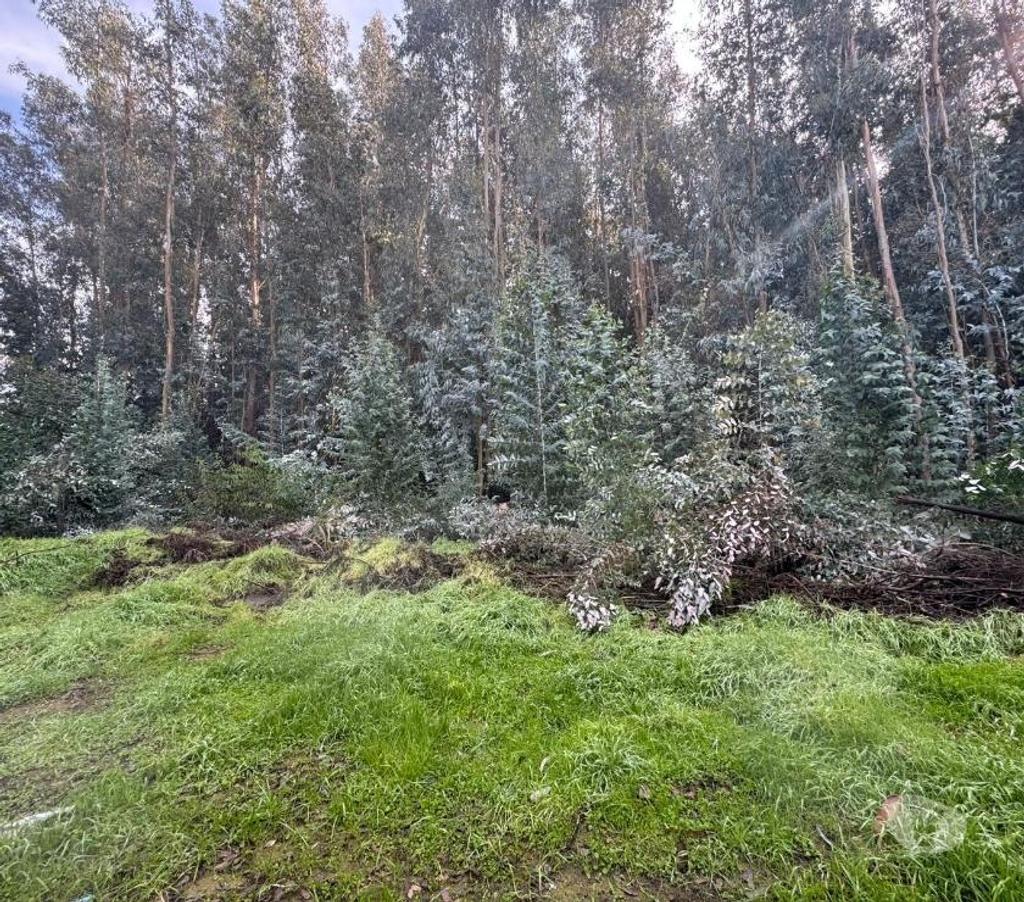 Parcelas en Venta Cachapoal Coltauco - Fotos de Terreno Agrícola Coltauco