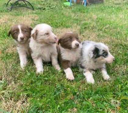 Gatos en Venta Buin Maipo - Fotos de Cachorros border collie finos