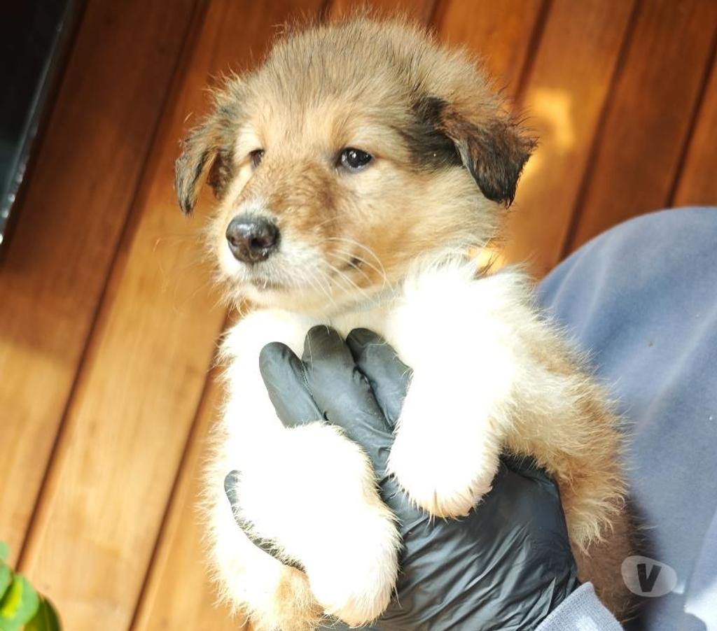 Gatos en Venta Magallanes Punta Arenas - Fotos de Cachorros de raza