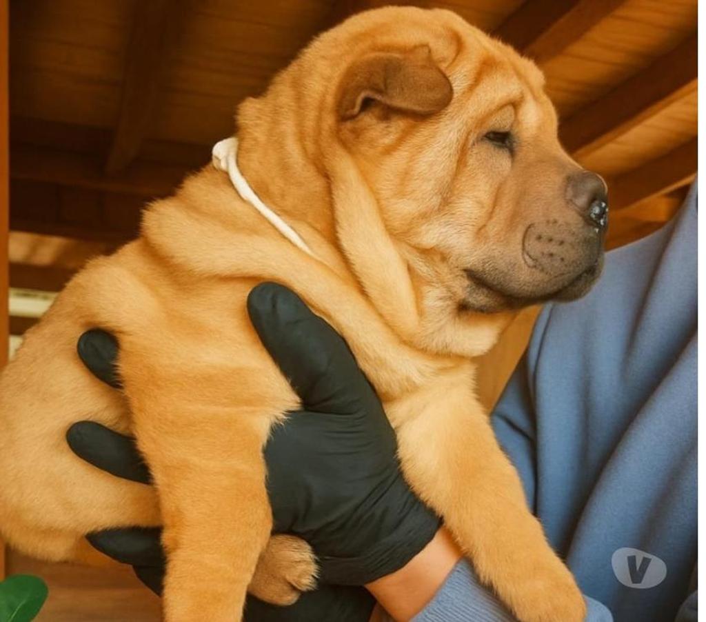 Gatos en Venta Magallanes Punta Arenas - Fotos de Cachorros de raza