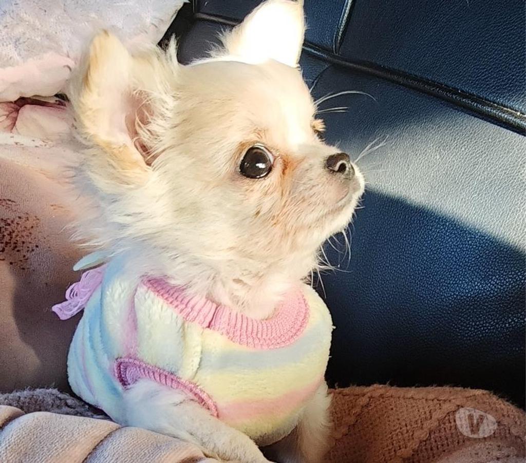 Gatos en Venta Magallanes Punta Arenas - Fotos de Cachorros de raza