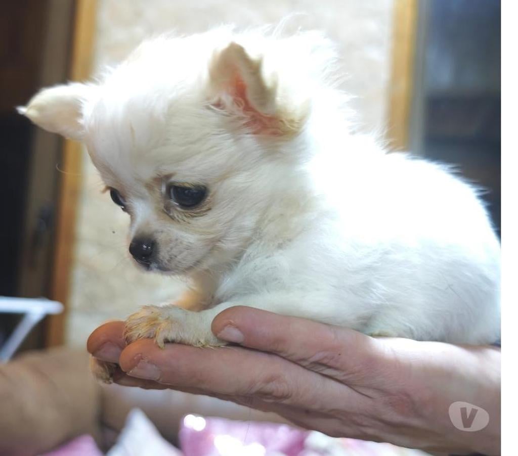 Gatos en Venta Magallanes Punta Arenas - Fotos de Cachorros de raza