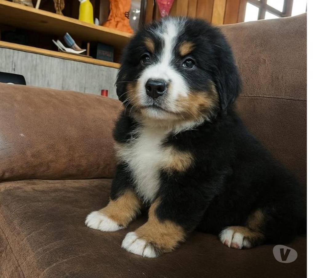 Gatos en Venta Magallanes Punta Arenas - Fotos de Cachorros de raza