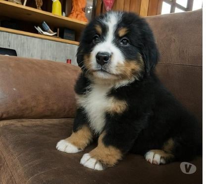 Gatos en Venta Punta Arenas Magallanes - Fotos de Cachorros de raza