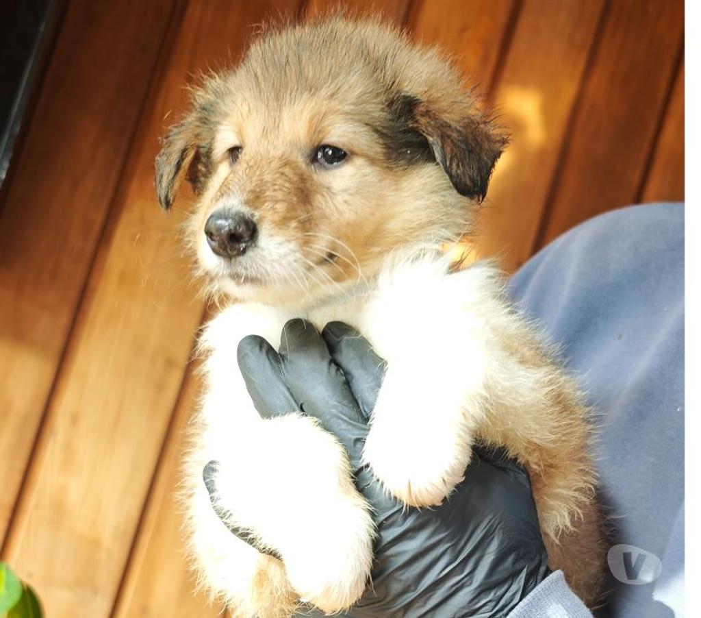 Gatos en Venta Coihaique Coihaique - Fotos de Cachorros de raza