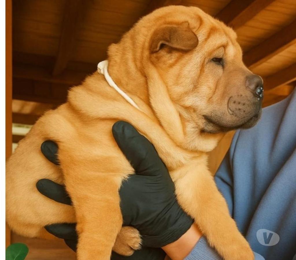 Gatos en Venta Coihaique Coihaique - Fotos de Cachorros de raza