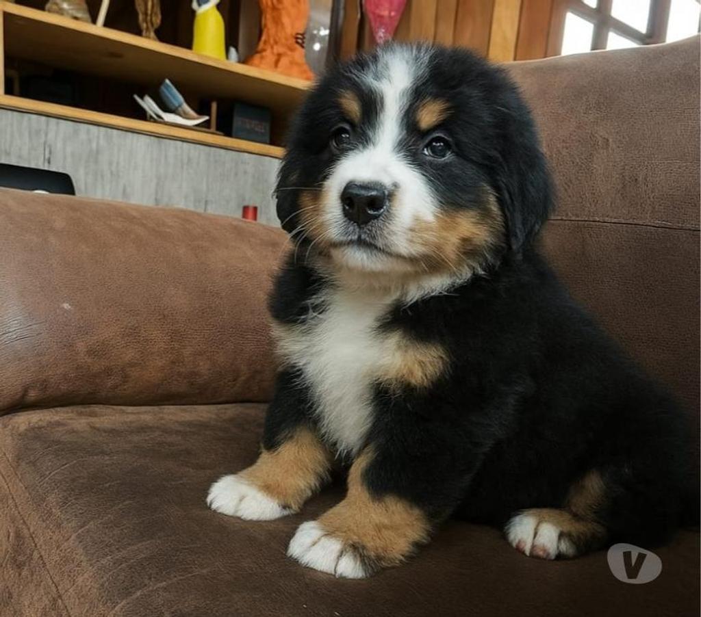 Gatos en Venta Coihaique Coihaique - Fotos de Cachorros de raza