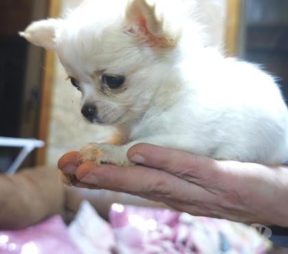Perros en Venta Coihaique Coihaique - Fotos de Cachorros de raza