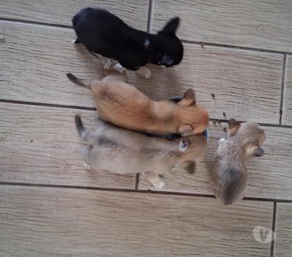 Venta de Mascotas Chillán Ñuble - Fotos de Bellos Chihuahuas