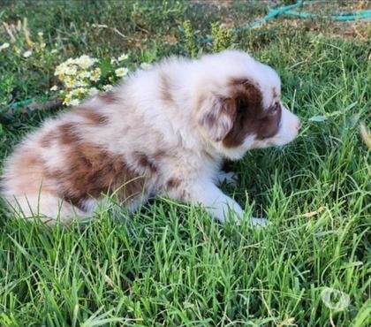 Perros en Venta Buin Maipo - Fotos de Hermosos cachorros border collie