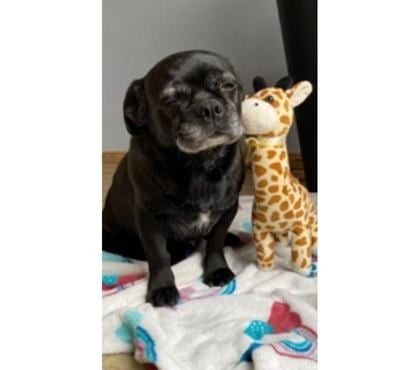 Mascotas Adopción Santiago Santiago - Fotos de PUPPY, mestiza de PUG