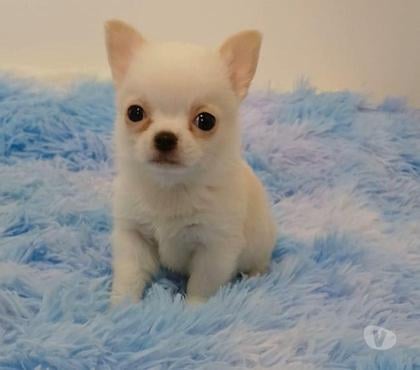 Perros en Venta Chillán Ñuble - Fotos de Chihuahua machos