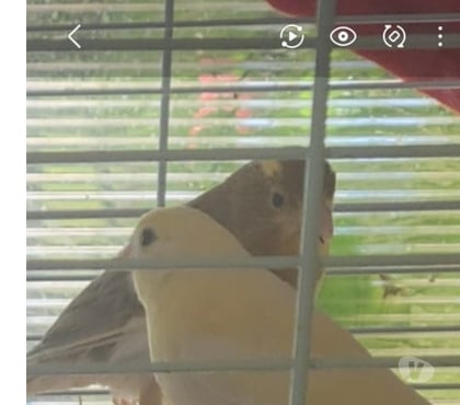 Perros en Venta Viña del Mar Valparaíso - Fotos de Ventas de Canario y Ninfa