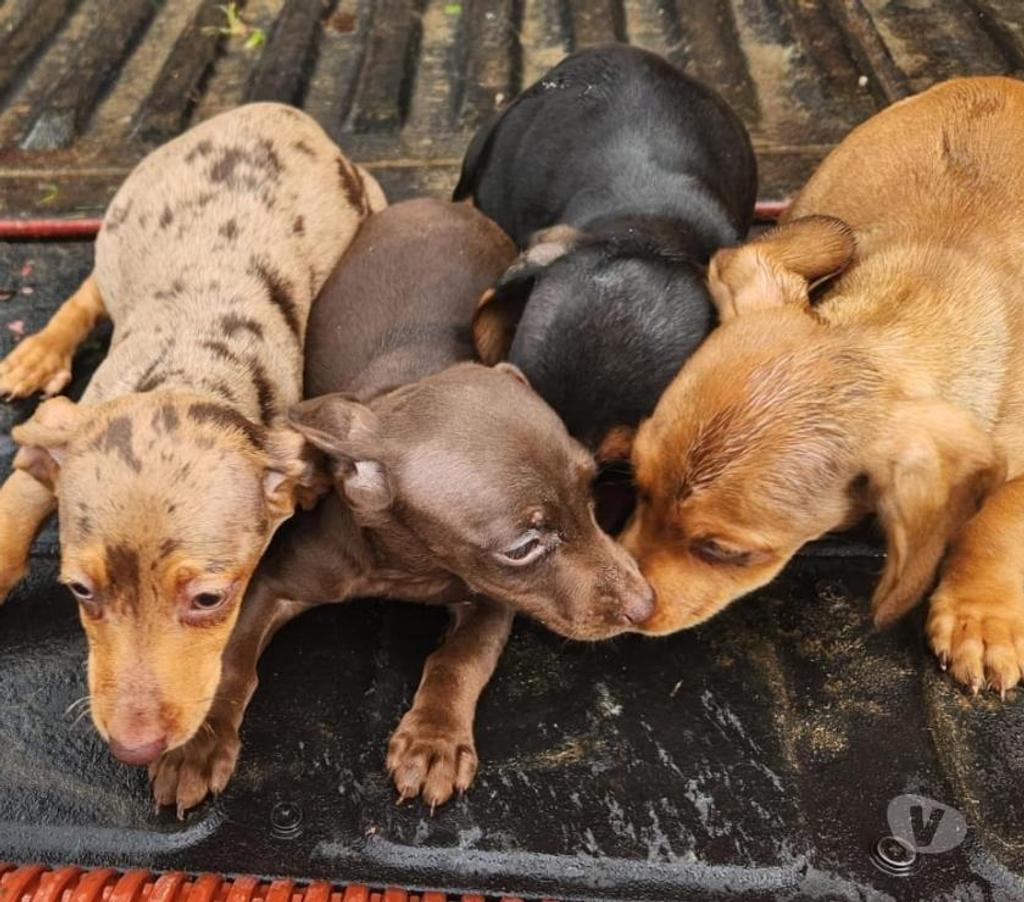 Gatos en Venta Llanquihue Frutillar - Fotos de Salchichas cachorros