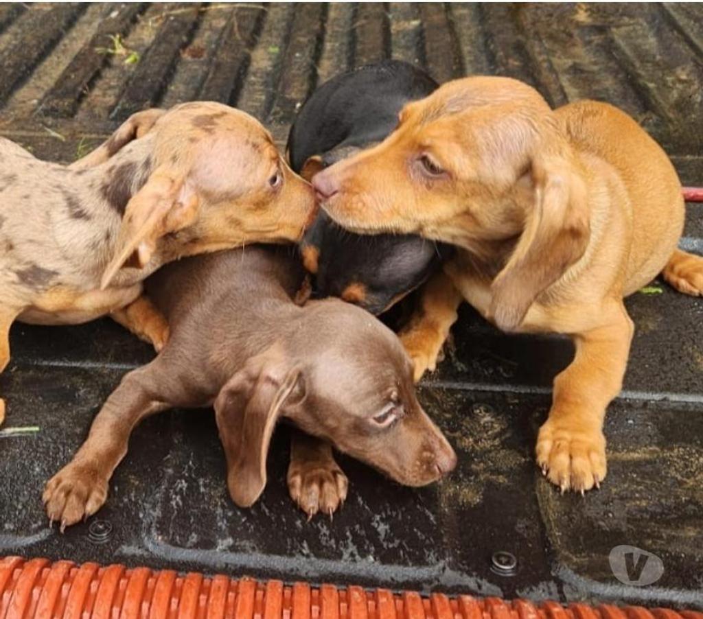 Gatos en Venta Llanquihue Frutillar - Fotos de Salchichas cachorros