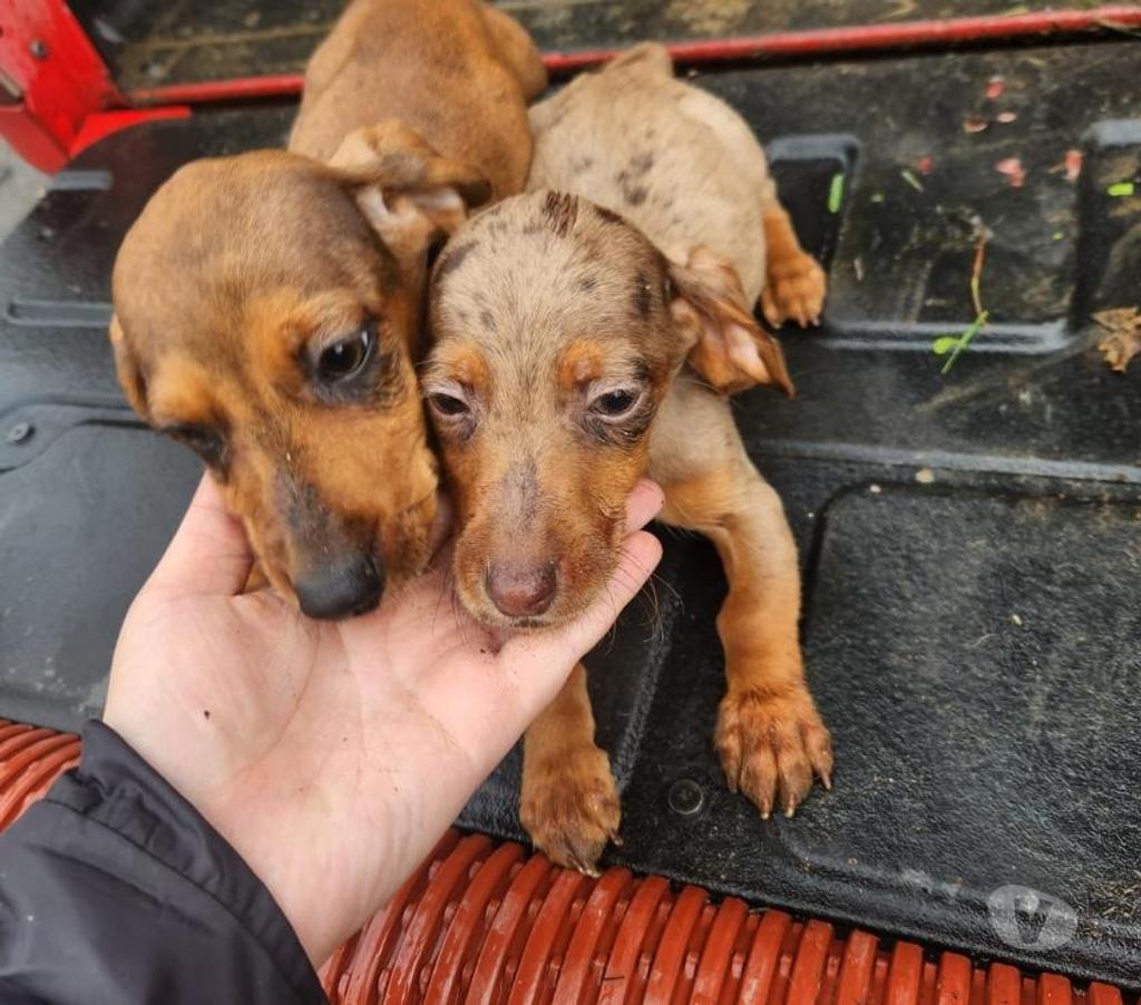 Gatos en Venta Llanquihue Frutillar - Fotos de Salchichas cachorros